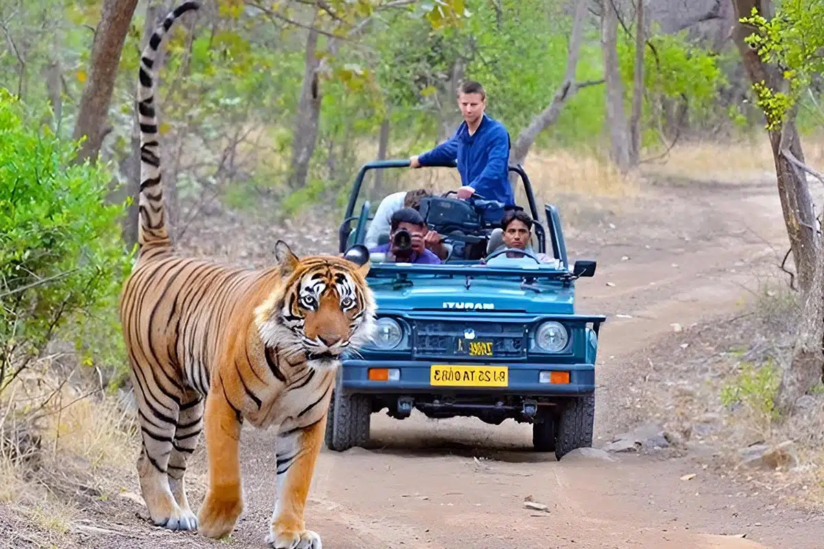 golden-triangle-&-tiger-safari-delhi-agra-jaipur-&-ranthambore-5D-4N