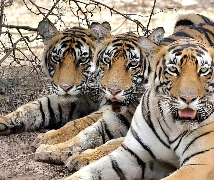 golden-triangle-&-tiger-safari-delhi-agra-jaipur-&-ranthambore-5D-4N