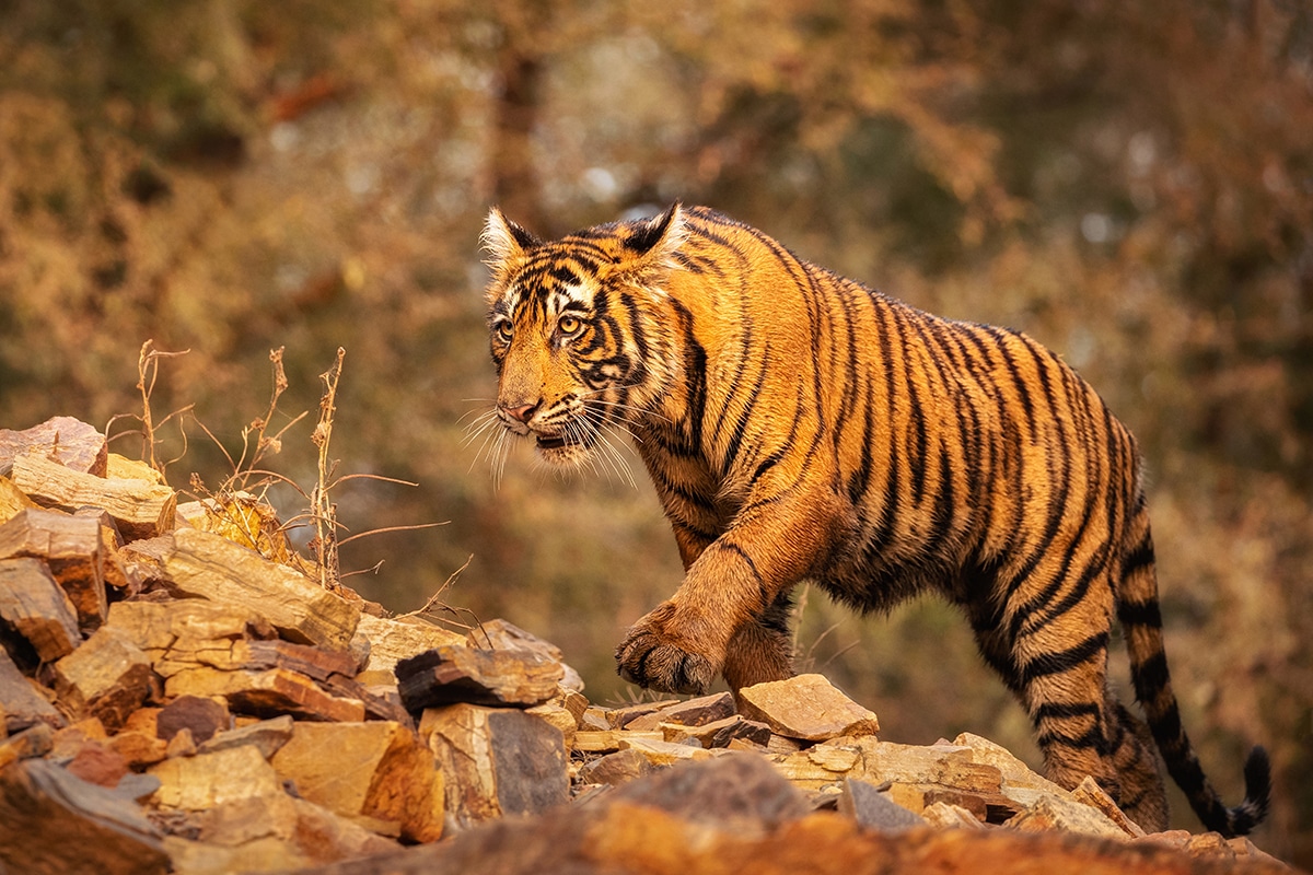 golden-triangle-tour-with-tiger-safari