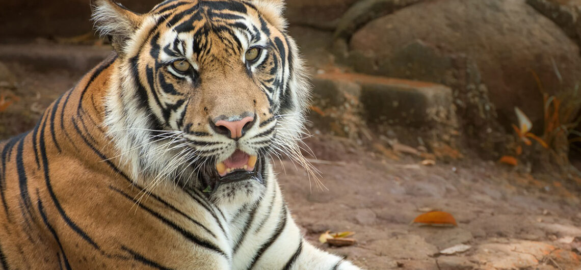 tiger-safari-Ranthambore