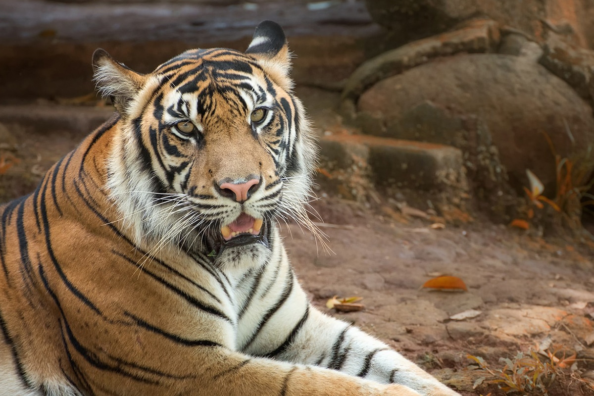 tiger-safari-Ranthambore