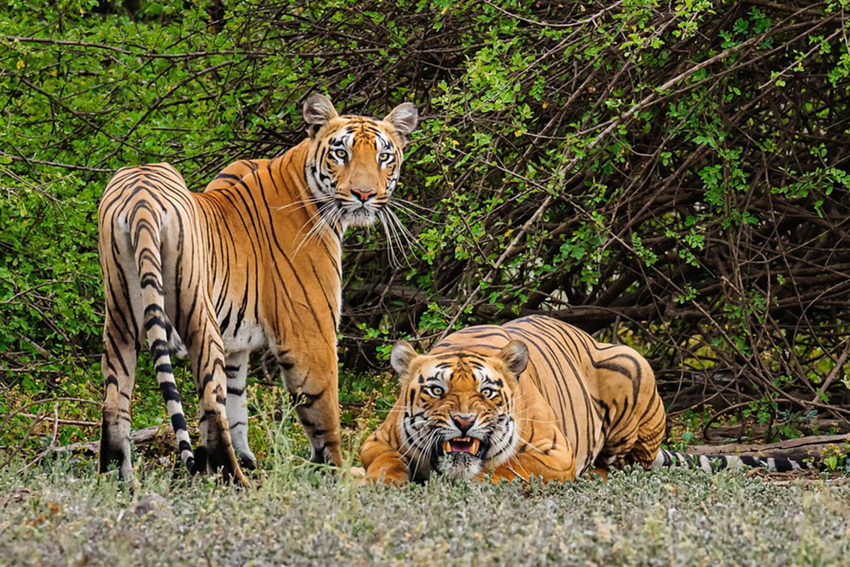 tiger-safari-in-Ranthambore