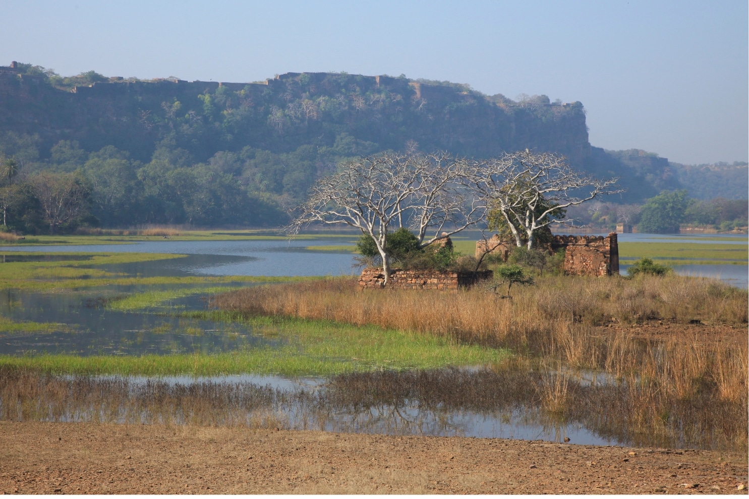 Conservation Efforts in Ranthambore