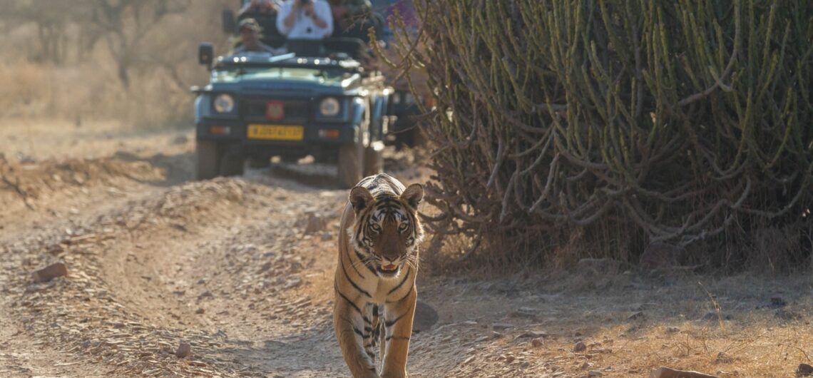 When most people think of Ranthambore, the first thing that comes to mind is the thrilling Offbeat Experiences in Ranthambore